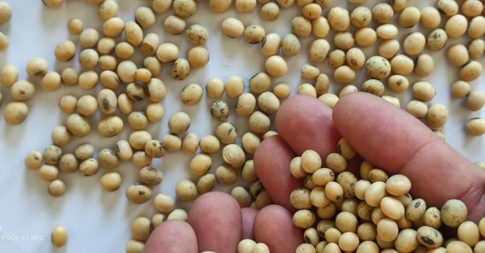 بوجاری سویا در کشت و صنعت و دامپروری مغان 