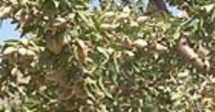 برداشت بادام از ۴۴۰ هکتار باغ‌های آبی و دیم شهرستان خوانسار آغاز شده است