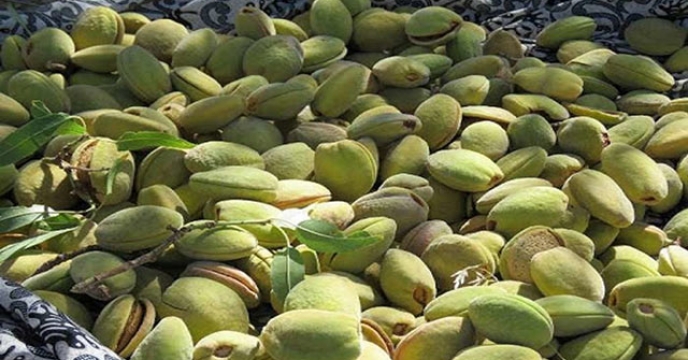 تولید بالغ بر 6 هزار تن بادام از سطح باغات خراسان جنوبی
