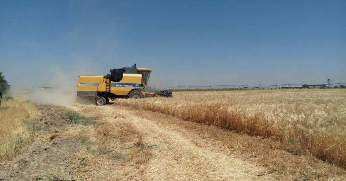 برداشت گندم از مزارع کشاورزی شهرستان آبیک