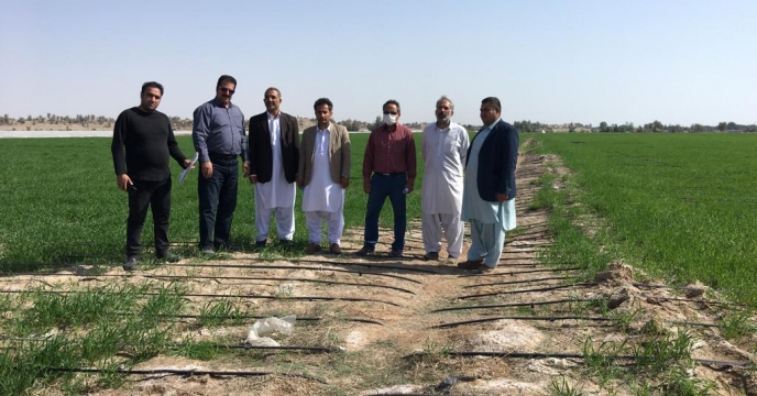 بازدیدازمزارع گندم شهرستان ذلگان .جلگه چاه هاشم