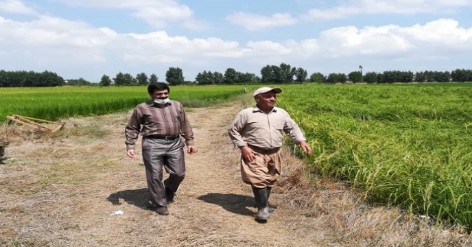 بازدید از مزارع بذری برنج در استان مازندران