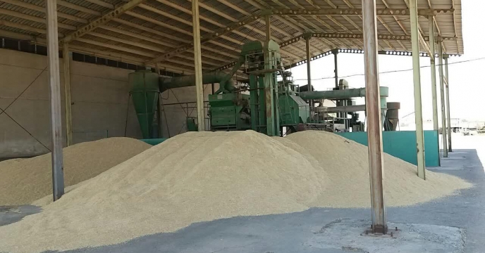 بوجاری بذر جو در سایت بوجاری استان مرکزی 