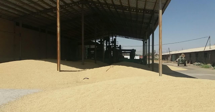 آغاز عملیات بوجاری بذر جوبهمن  در استان مرکزی – شهریور ماه 1399 