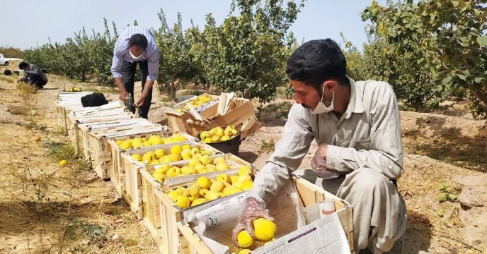 افزایش بهره‌وری باغات «به» در شهربابک با تامین به‌موقع کودهای یارانه‌ای