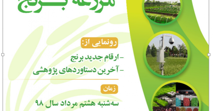روزملی مزرعه برنج در رشت