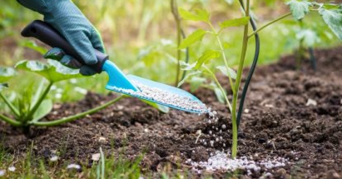 کشاورزان استان آذربایجان شرقی بیش از 5,340 تن کود پتاس دریافت کردند