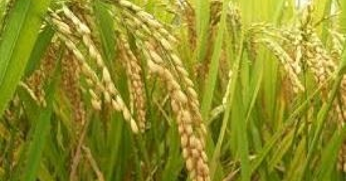 بیمه 1600 هکتار از اراضی شالیزاری در نکاء استان مازندران