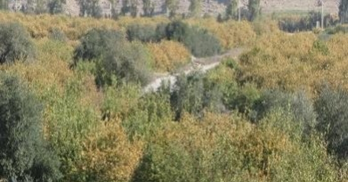 بیش از 8هزار هکتار باغ درختان سیاه ریشه در نکا مازندران
