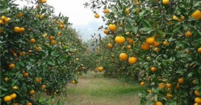بیش از 22 هزار هکتار باغ مرکبات در بابل استان مازندران