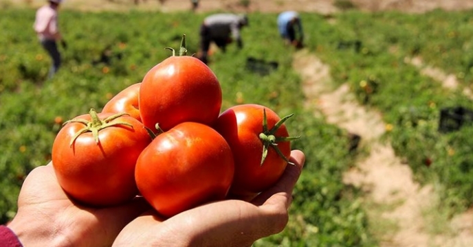 برداشت  250 هزار تن گوجه فرنگی از مزارع گلستان/ پای لنگ اقتصاد در تولید گوجه‌فرنگی