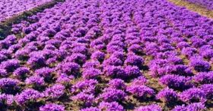 برداشته شدن محدودیت کشت زعفران در استان مازندران