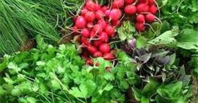 تامین کود برای 4 هزار هکتار مزارع سبزی کاری در بابل