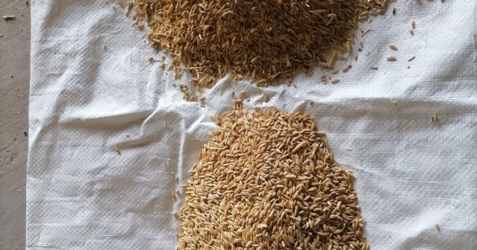 انجام عملیات بوجاری بذر جو در ایستگاه بوجاری استان کرمان