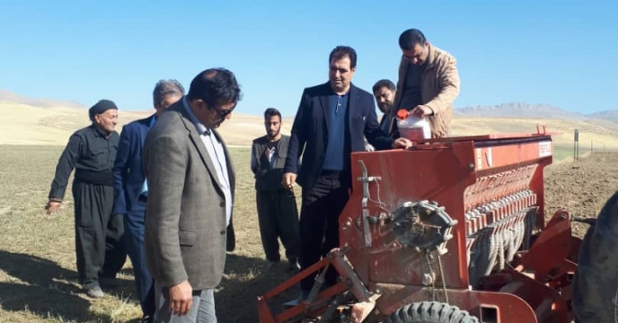 کشت مزرعه پایلوت تغذیه گندم در استان آذربایجان غربی
