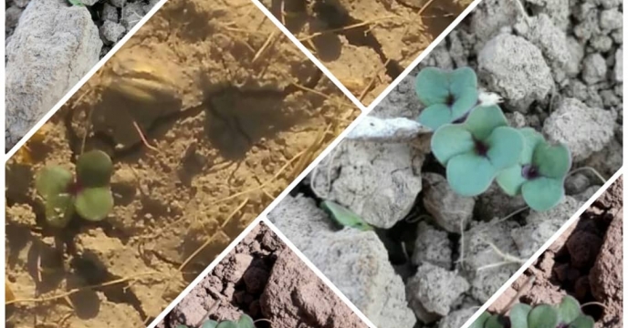 شروع جوانه زنی بذور کلزا در شمال استان فارس 
