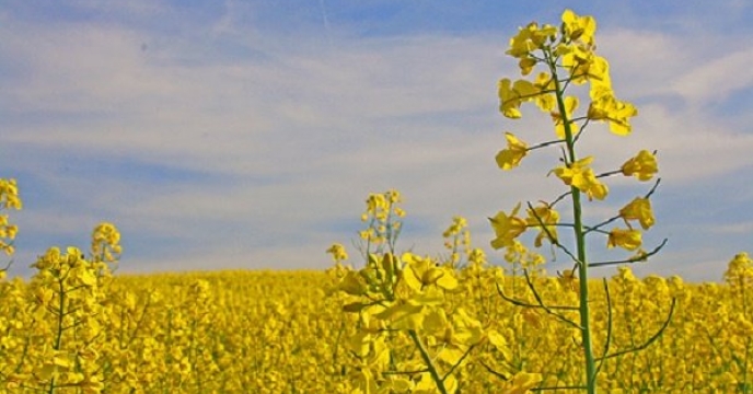 سهمیه ابلاغی سطح کشت کلزا به شهرستان فردیس