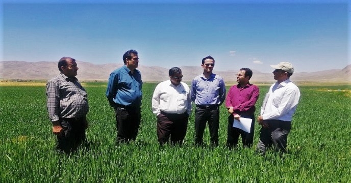بازدید مدیریت فنی و بهبود کیفیت بذر و نهال از مزارع بذور گندم و جو استان چهارمحال و بختیاری