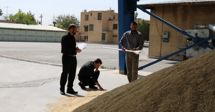 گزارش نمونه گیری از بذور خریداری شده توسط کارشناسان اعزامی