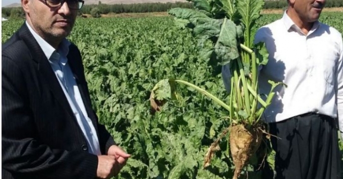 حضور دکتر یزدانی مشاور محترم وزیر و مجری طرح چغندر قند کشور در آذربایجان غربی