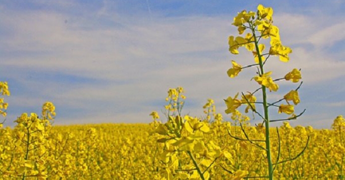 آغاز برداشت محصول کلزا در البرز
