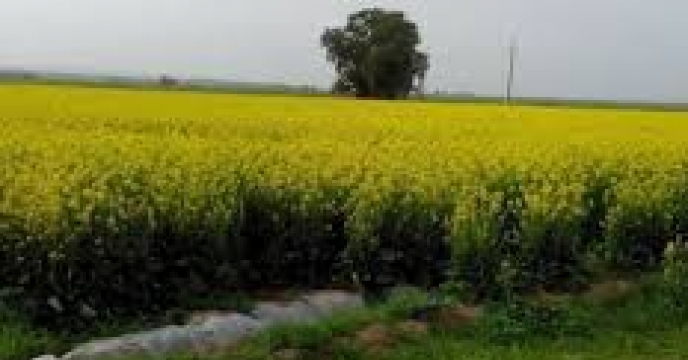 تامین کود مزارع کلزا در استان سمنان