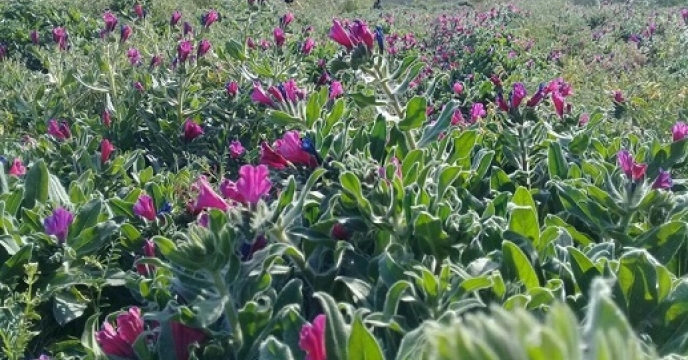 کشت گیاهان داروئی در سطح 5868 هکتار از اراضی خراسان جنوبی