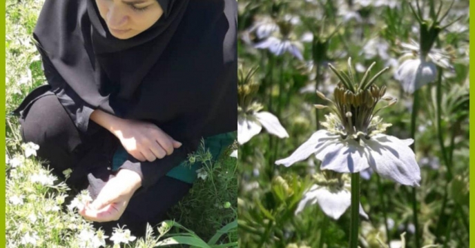 توزیع کود های کشاورزی برای کشت سیاهدانه در گلستان