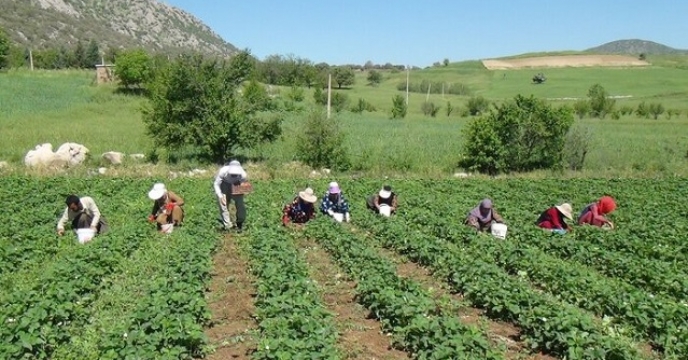 اغاز برداشت طلای سرخ در استان کردستان