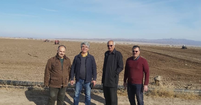 کشت مزرعه مقایسه تغذیه گیاهی گندم در شهرستان فریمان، خراسان رضوی