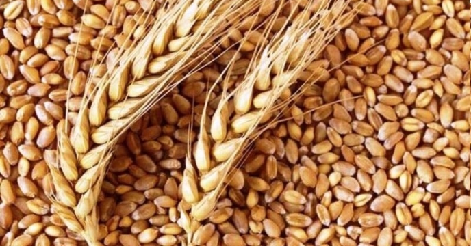 اجرای طرح تغذیه گیاهی در گلوگاه مازندران