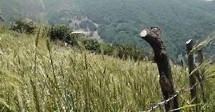 ابلاغ کشت بیش از 8 هزار هکتاری گندم در شهرستان ساری