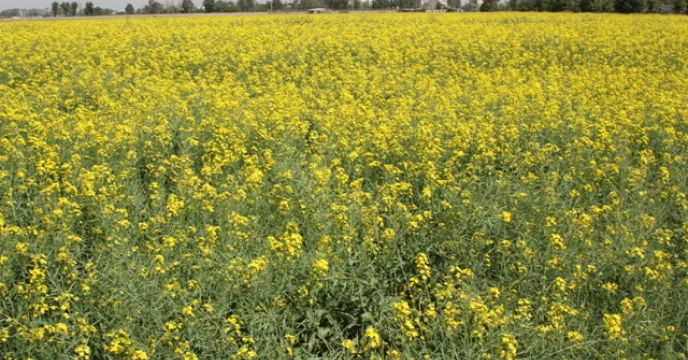 توسعه کشت کلزا یکی از راهکارهای اساسی افزایش تولید روغن خوراکی در داخل کشور 