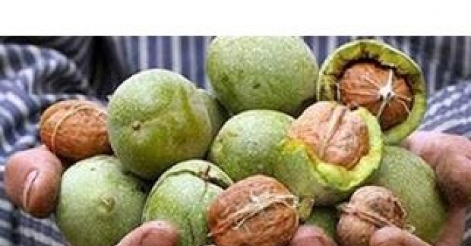 اجرای طرح جوان سازی باغات گردو در گلوگاه