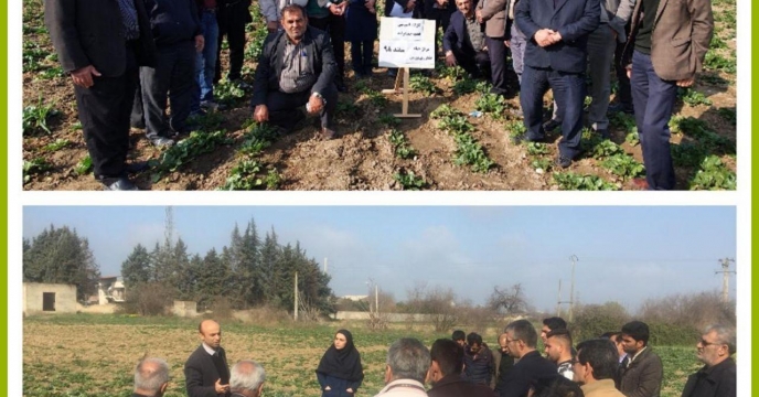 تامین کودهای کشاورزی کشاورزان چغندر قندکار از طریق کارگزاری های توزیع و فروش نهاده های کشاورزی