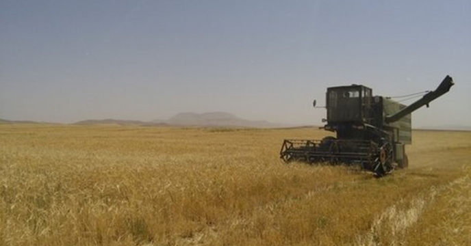 برداشت بیش از ۵۵ هزار تن جو تاکنون در گلستان