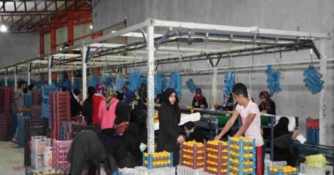 فعالیت 107 واحد درجه بندی مرکبات در مرکز مازندران