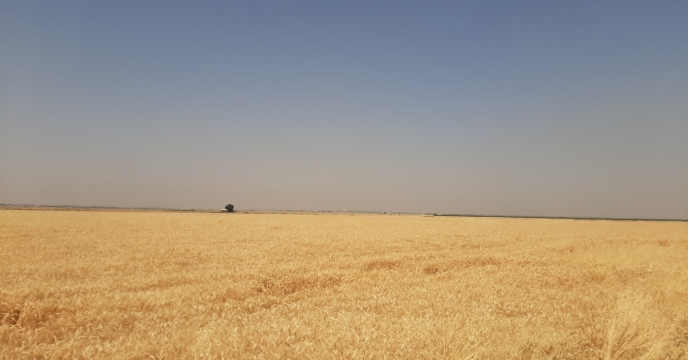 تأمین کود 43000 هزار هکتار گندم دیم برداشت شده در شهرستان آوج 