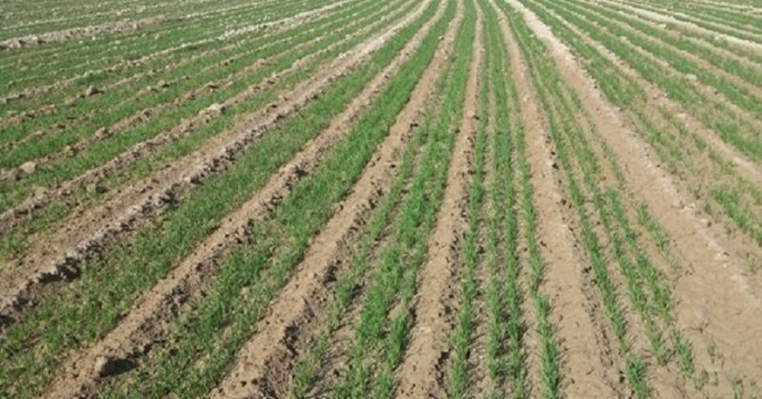 تأمین کود موردنیاز مزارع گندم حاجی‌آباد توسط شرکت خدمات حمایتی کشاورزی هرمزگان