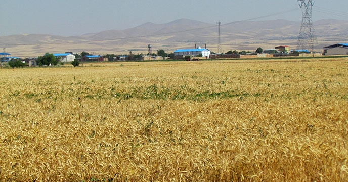 بیش از ۴۰۰ هزار هکتار سطح زیرکشت گندم آبی و دیم استان همدان 