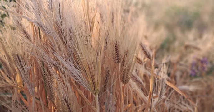 آغاز کشت پاییزه گندم درشهرستان سربیشه خراسان جنوبی
