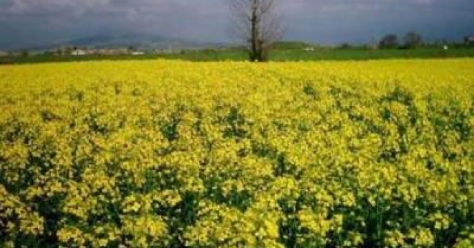 تامین کود برای تولید  3000 تن کلزا در آمل 