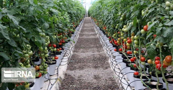 تقاضا برای احداث ۲۹۵ هکتار گلخانه در گنبدکاووس