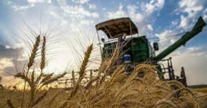 طرح ملی گندم بنیان  در مرودشت استان فارس توسعه می یابد 