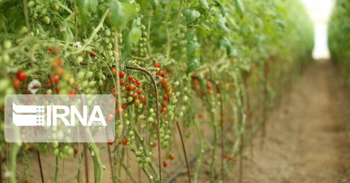توزیع کود های پرمصرف بین کشاورزان  سبزی و صیفی کار گنبدی استان گلستان