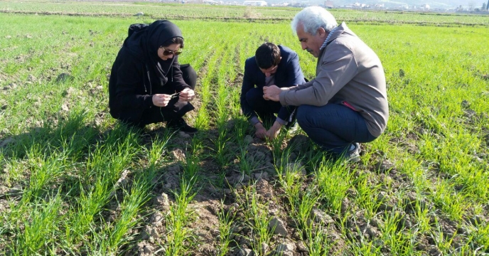 بازدید از  مزرعه پایلوت تغذیه ای گندم در گلستان