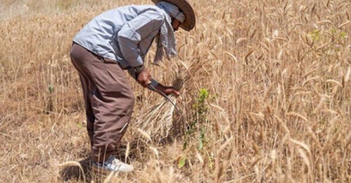 خرید تضمینی ۷۰۰۰ تن گندم از کشاورزان خراسان جنوبی