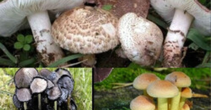 استان البرز دارای رتبه دوم در تولید قارچ خوراکی در سطح کشور