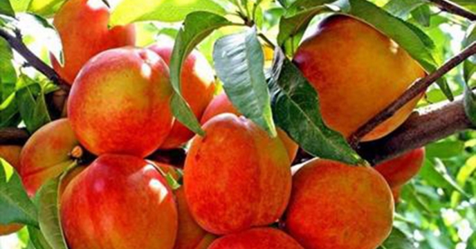 توزیع کود های کشاورزی برای5 هزار و200 هکتار باغ بارده هلو در گلستان