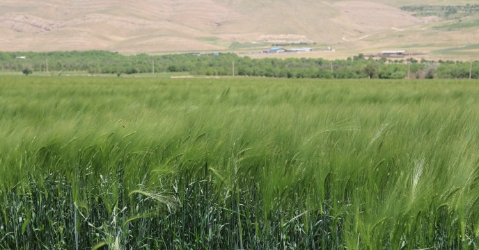  بازدید مزارع بذری جو آبی ودیم 